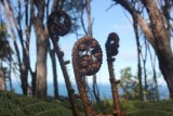 Ferns