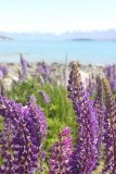 Lake Tekapo