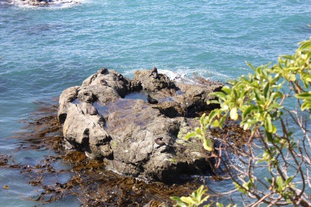 Seal Colony
