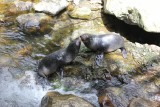 Baby Seal Colony