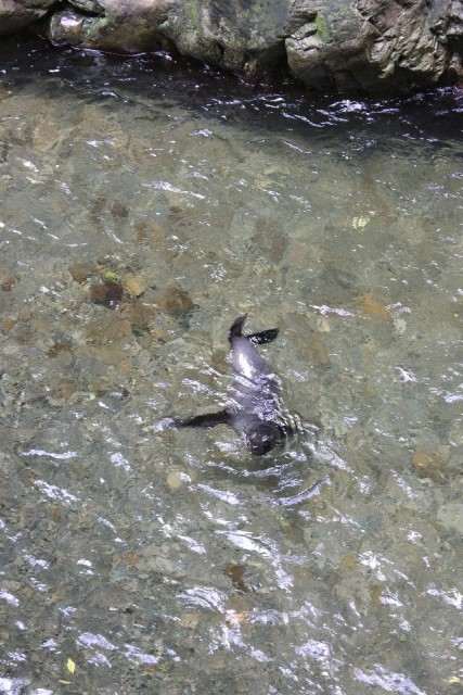 Baby Seal Colony