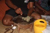 Kava ceremony