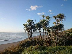 The Beach