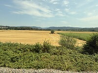 Het graan is al binnen in Kenzingen