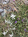 Edelweiss