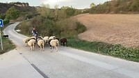 Schaapjes