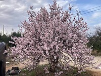 IMG_7136