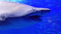 Jaws in Sevilla