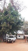 Cordaid compound