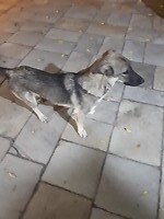 Bella