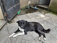 Cordy, onze Cordaid 'waakhond'