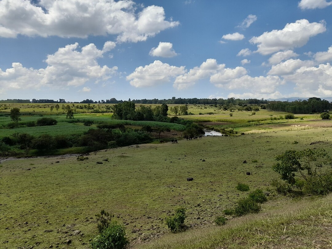 landschap