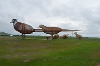 Pheasant Family