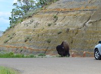 Buffalo