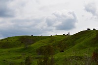 Buffalos on the ridge