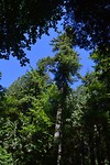 Old growth forest