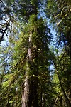 Western Hemlock