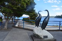 Cormerants