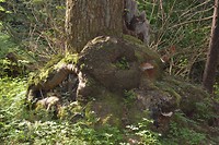 Fairy House at Providence Farm