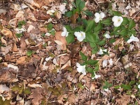 Trilliums in bloom
