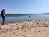 Bijke swimming in Lake Superior