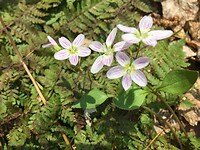Spring flowers on the trail.