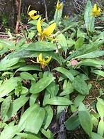 More pretty flowers.