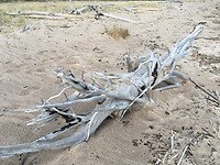 Drift wood art.