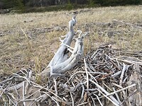 Drift wood sculpture