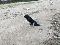 Bijke enjoying the beach