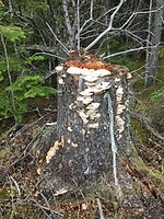A tree stump covered in fungi at the dump station