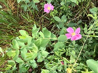 Alberta is called 'wild rose country'