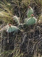 Blooming cacti in the bad lands