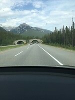 Wildlife Overpass