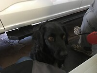Bijke didn't like all the noise at passenger car deck