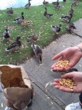 Eendjes voeren
