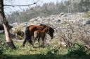 Wild paard met veulen