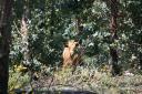 Koe in het wild