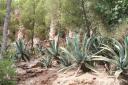 Gaudi park (Park Guell)
