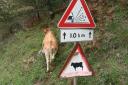 Wat betekent dit bord??