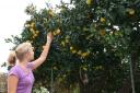 Vers fruit