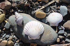 IMG_2085