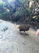 de vogel die Sissie aanviel!