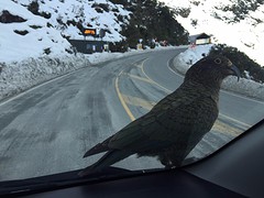de enige alpine papagaai ter wereld, de kea (blijkbaar verzot op rubber van ruitenwissers)