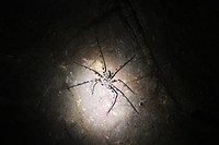 IMG_0518