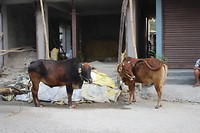 IMG_0222