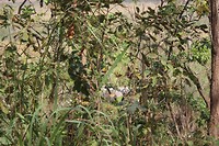 IMG_0340