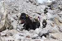 IMG_9931
