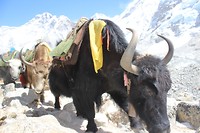de yaks