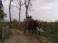 werkende olifant
